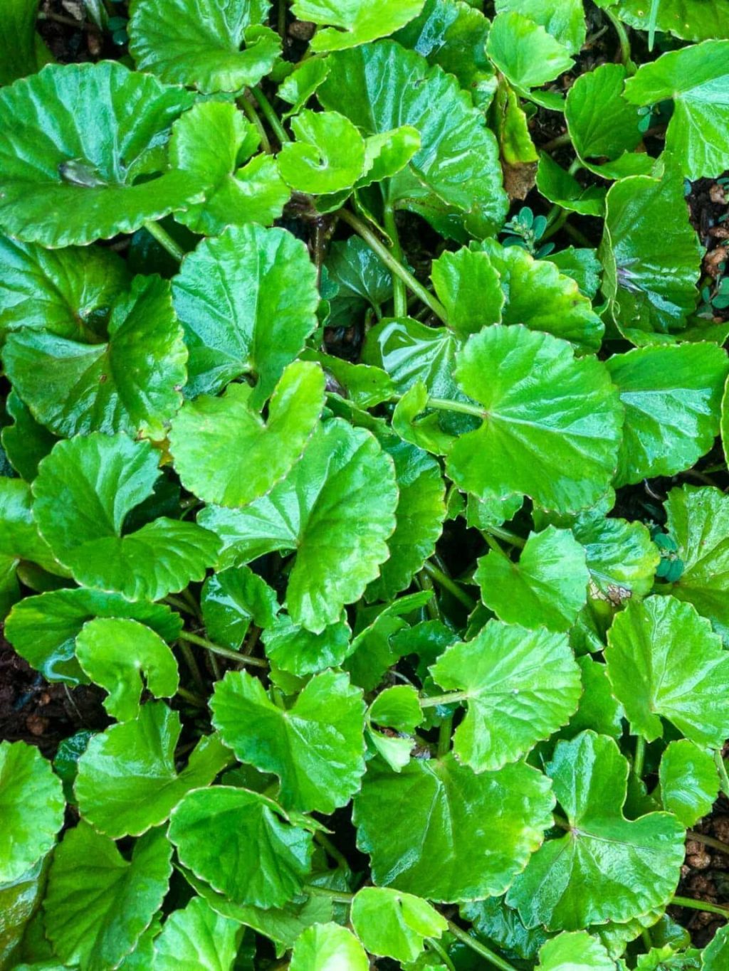 The Fascinating Journey of Gotu Kola: Nature’s Gift for Mind and&nbsp;Body