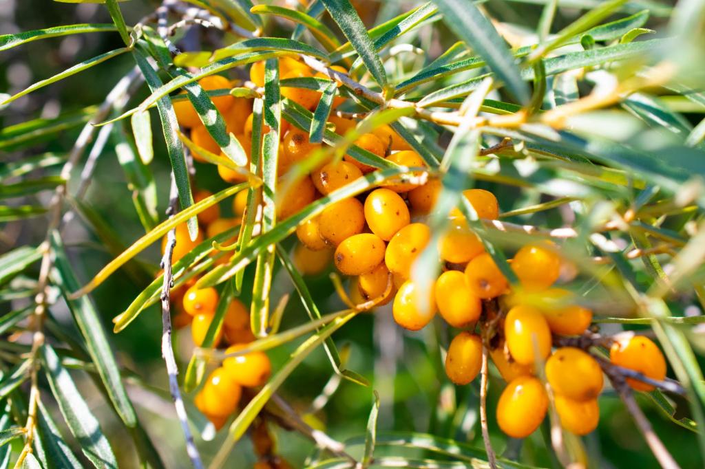Sea Buckthorn Pulp Juice Benefits & Risks – What Clinical Research Really&nbsp;Says